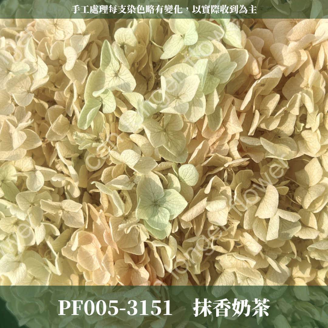 PF005-S 安娜繡球經濟盒裝｜ A級 漸層繡球 紫陽花 永生花 不凋花 乾燥花 DIY花材 拍攝道具 蜉蝣花花材