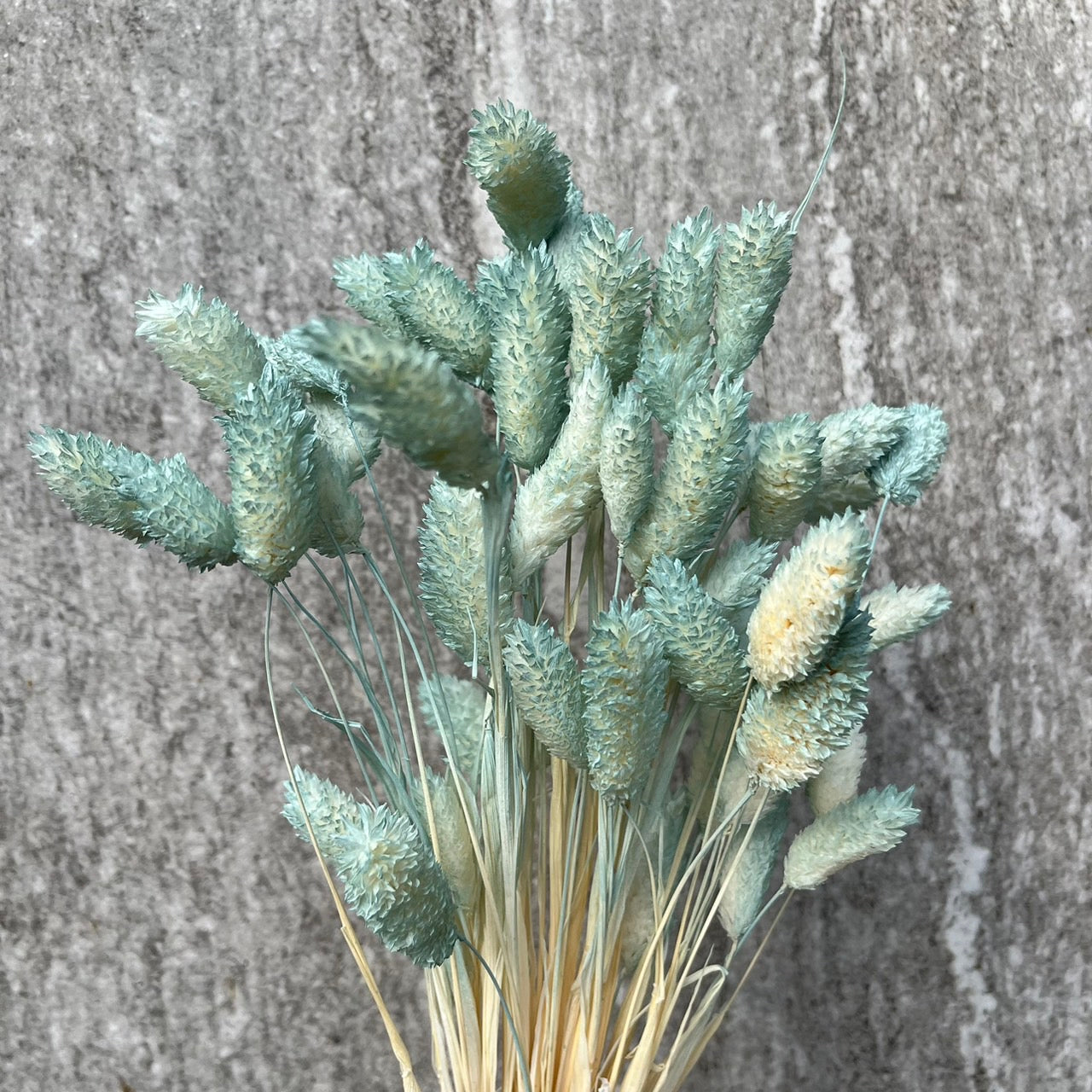 DA002S 加那利 小份量 寶石草 佳那利 加納利 小穗花 台灣現貨