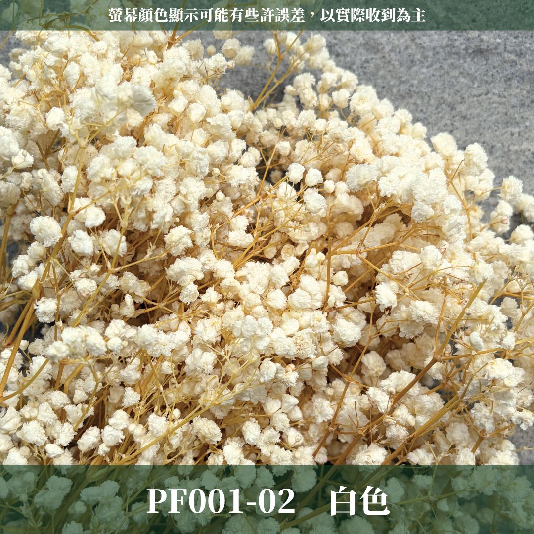 PF001 原裝滿天星｜買四送一！A級永生滿天星工廠直供 拍攝婚禮佈置 韓式不凋滿天星 抖音款永生花 乾燥花 桌花花束