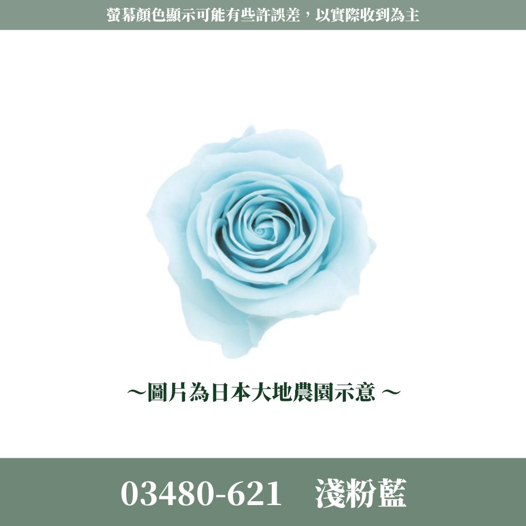 03480 中玫瑰