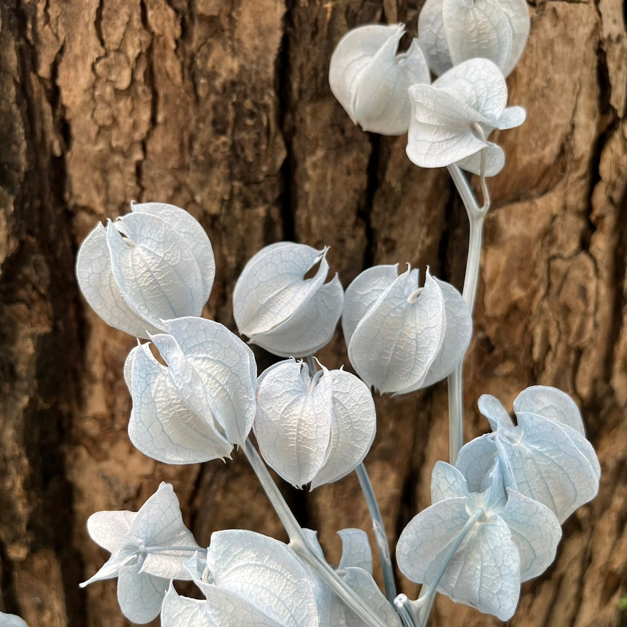 ✿ 台灣現貨 ✿ PA035s 風鈴果 小份量