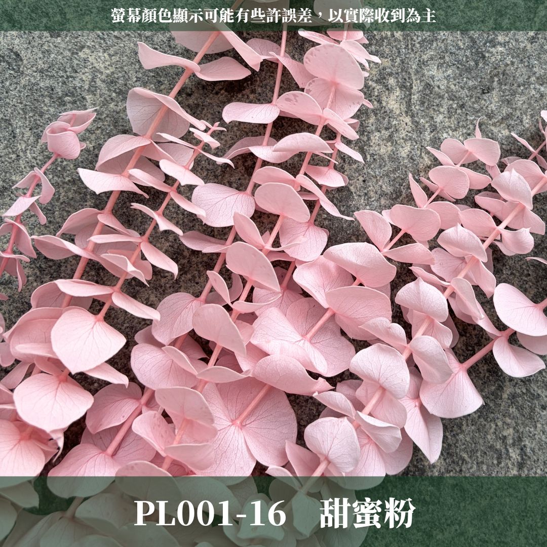 PL001 原裝寶貝尤加利｜不凋寶貝尤加利葉 小圓葉 永生花 染色尤加利 錢銅草 攝影道具 新娘捧花 乾燥花批發 捧花