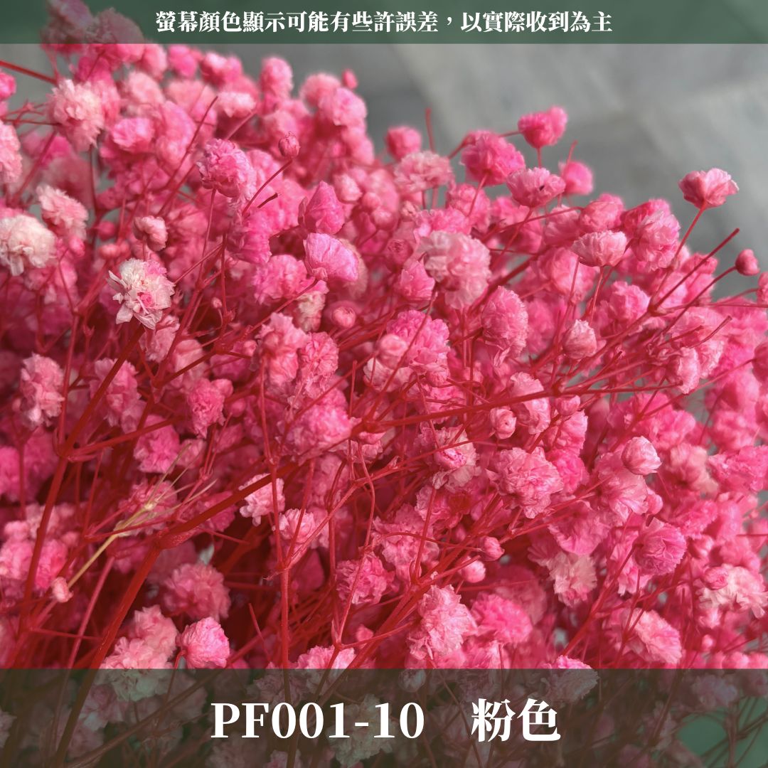 PF001 原裝滿天星｜買四送一！A級永生滿天星工廠直供 拍攝婚禮佈置 韓式不凋滿天星 抖音款永生花 乾燥花 桌花花束