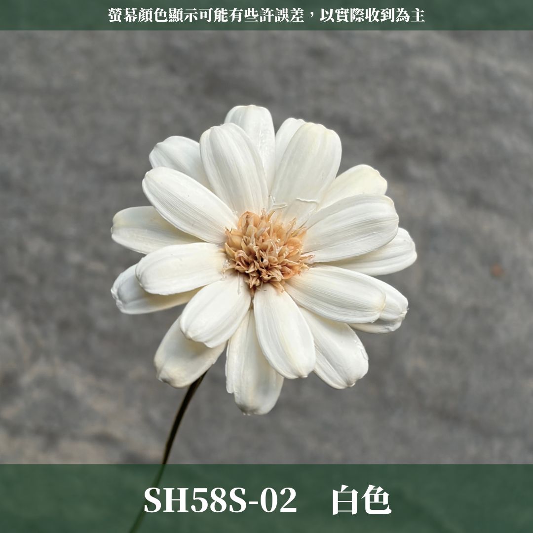 SH58S 瑪格麗特瓜子花｜花藝必買｜乾燥主花 蓬蒿菊 瑪格莉特 乾燥花材 乾燥花 小雛菊 手工花 不凋花 花束材料