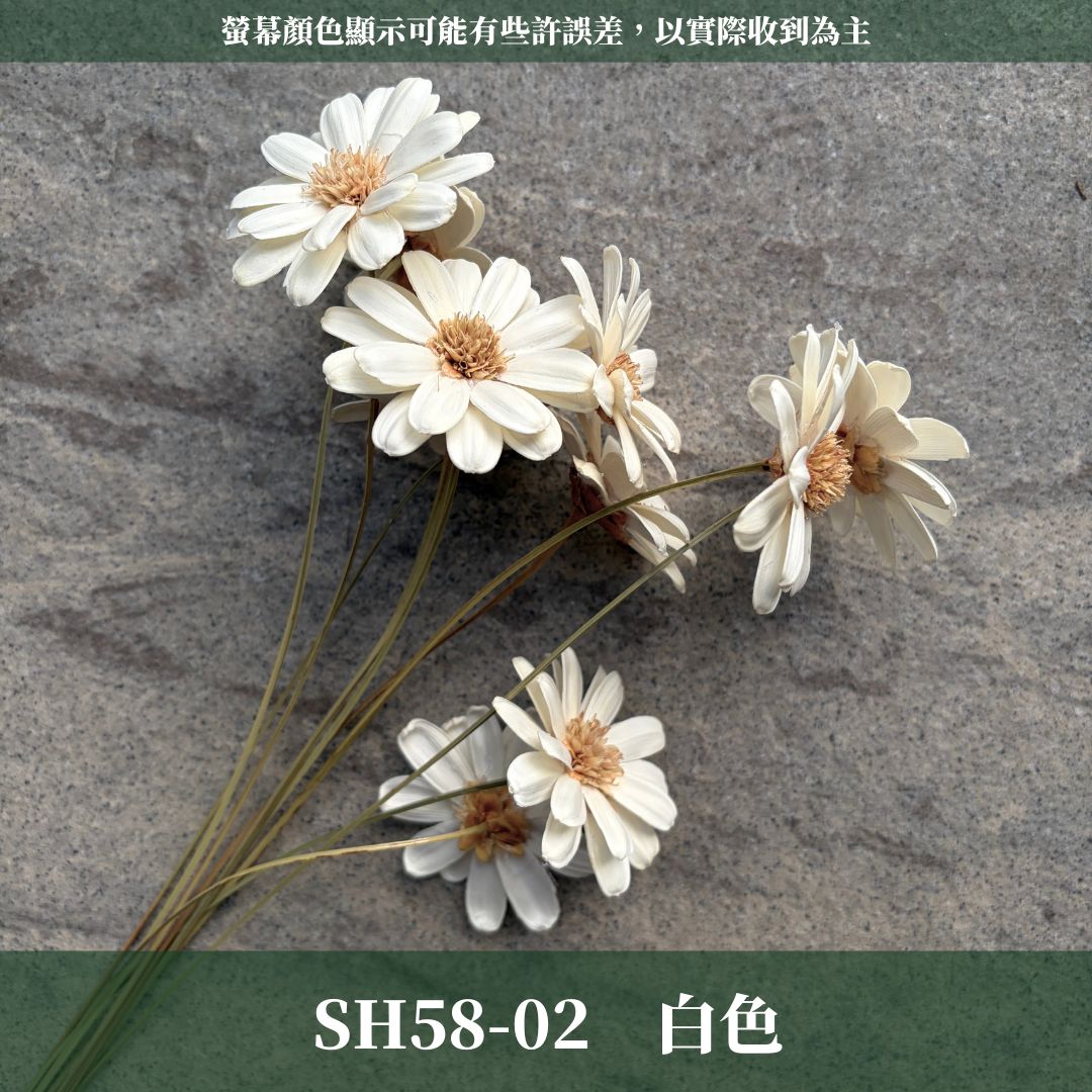 SH58 原裝瑪格麗特瓜子花｜花藝必買｜乾燥主花 蓬蒿菊 瑪格莉特 乾燥花材 乾燥花 小雛菊 手工花 不凋花 花束材料