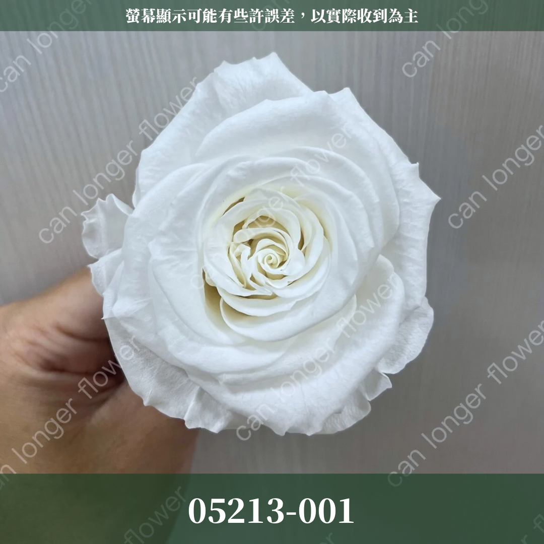 【台灣現貨】花大伯 05213 日本大地農園 滿開玫瑰 6朵裝 原裝 色彩齊全 永生玫瑰 不凋玫瑰
