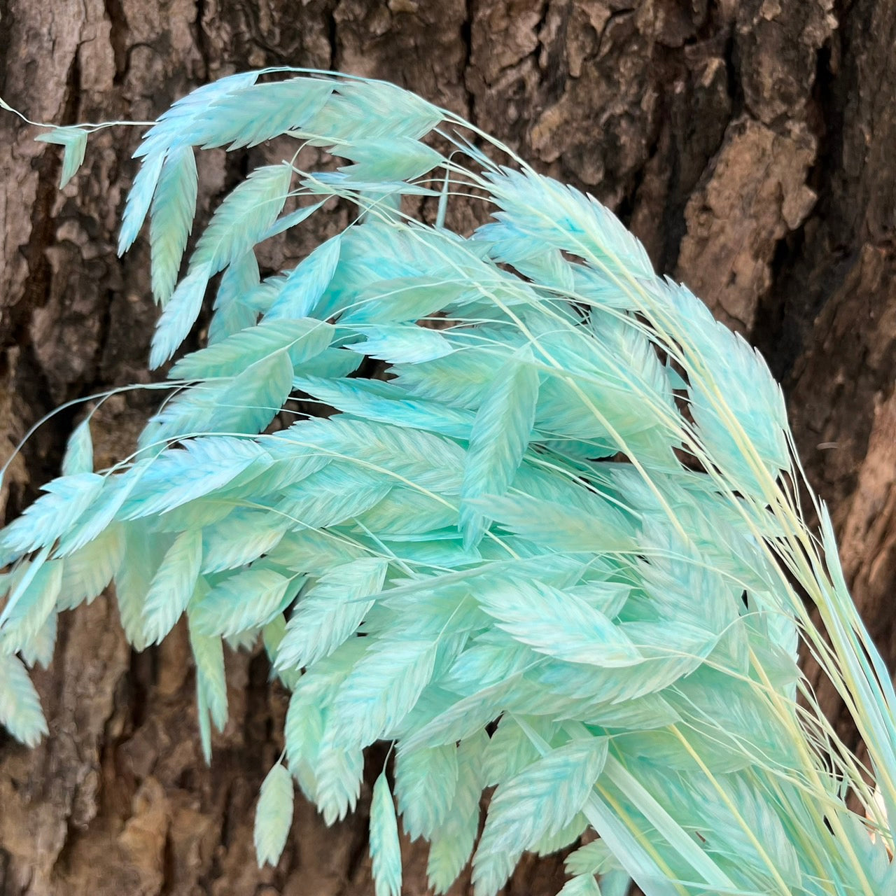 【台灣現貨】PA013S小判草 小盼草 大凌風草 永生 吸色/漂色 小份 捧花 攝影道具 室內裝飾