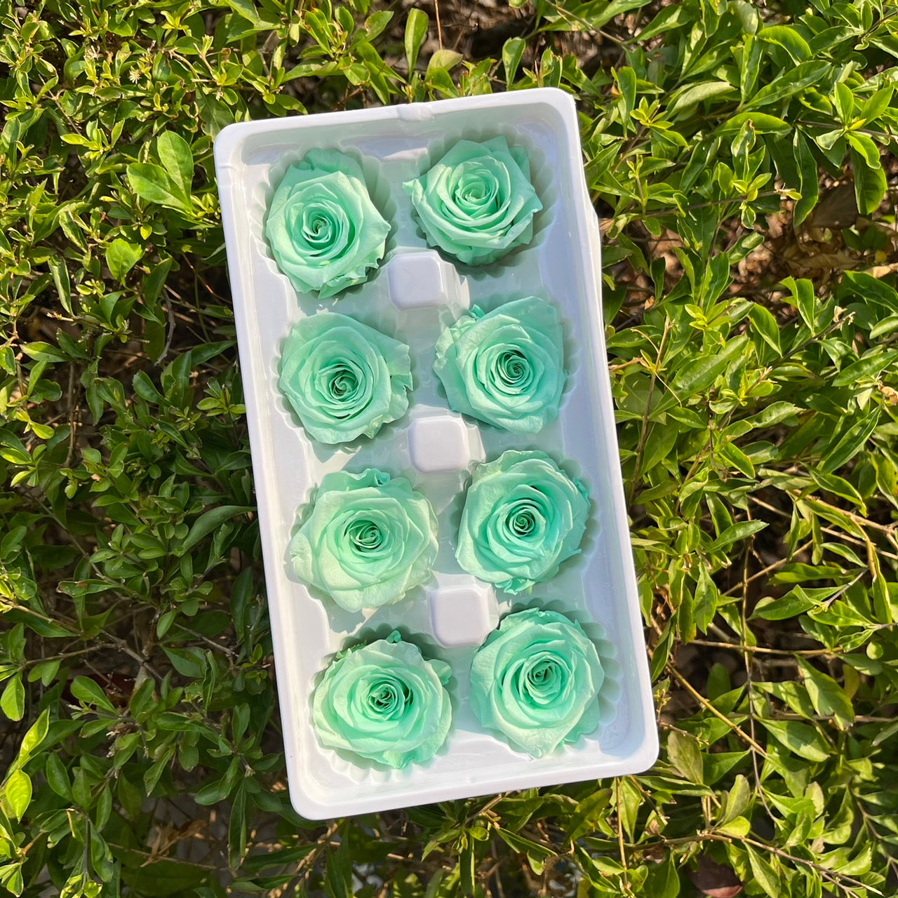 ✿ 台灣現貨 ✿ R08 永生玫瑰 4-5cm 原裝 8朵裝 永生花