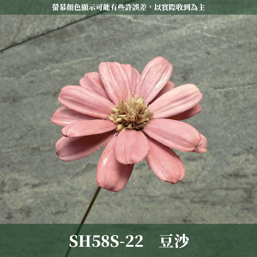 SH58S 瑪格麗特瓜子花｜花藝必買｜乾燥主花 蓬蒿菊 瑪格莉特 乾燥花材 乾燥花 小雛菊 手工花 不凋花 花束材料