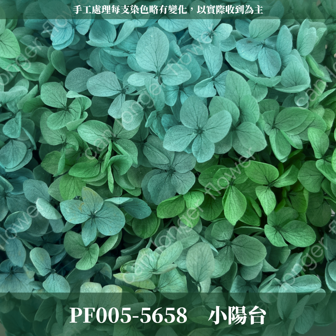 PF005-S 安娜繡球經濟盒裝｜ A級 漸層繡球 紫陽花 永生花 不凋花 乾燥花 DIY花材 拍攝道具 蜉蝣花花材
