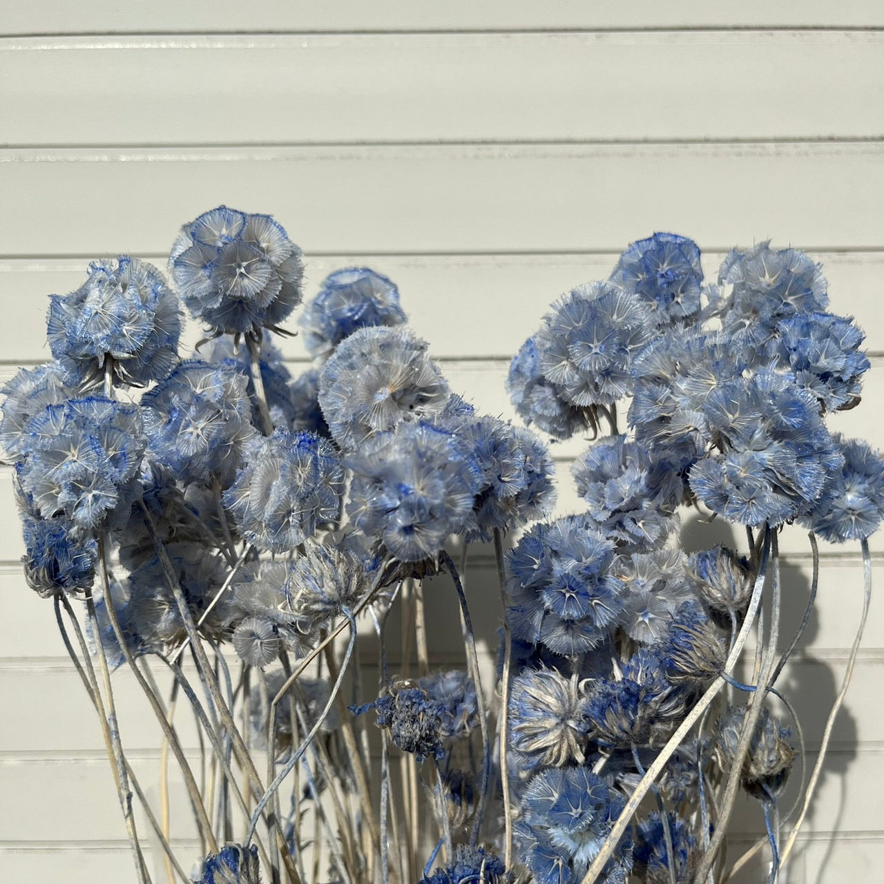 【台灣現貨】PA045-S 松蟲果 松蟲草 風車果 星芒松蟲 草星花 輪峰菊 永生 小份 DIY插花盆花