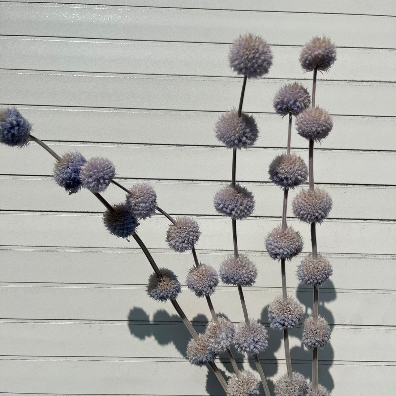 ✿ 台灣現貨 ✿ PA053 棒棒糖