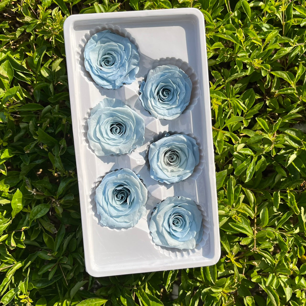 *** R06 永生玫瑰 5~6cm玫瑰 Ａ級 6朵裝 不凋花 小香風玫瑰 色彩款式齊全 莫蘭迪