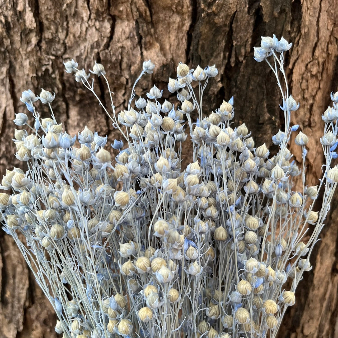 DA015 臨花 台灣現貨