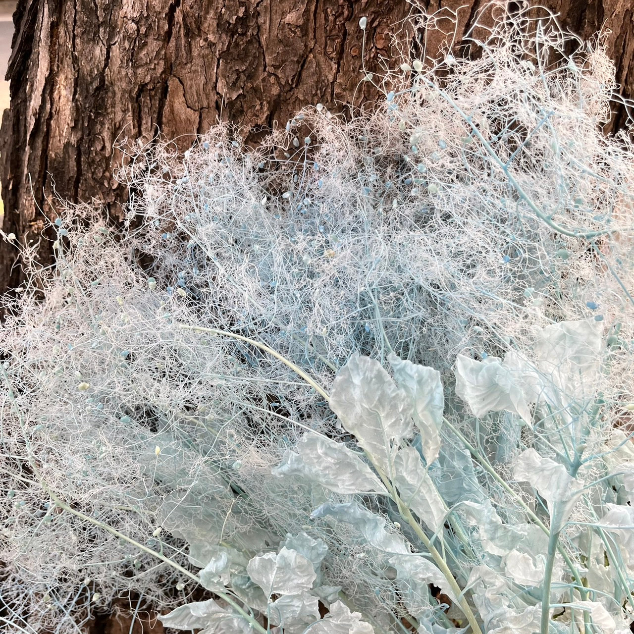 【台灣現貨】PA058S黃櫨 煙霧樹 夢幻草 黃櫨花 煙樹 霧花 霧中情人 永生 小份 拍攝道具 居家裝飾 室內擺設