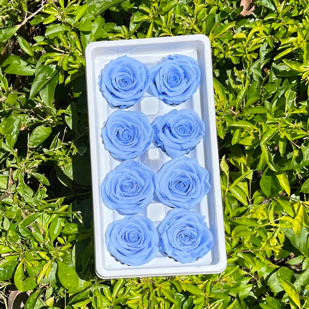 ✿ 台灣現貨 ✿ R08 永生玫瑰 4-5cm 原裝 8朵裝 永生花