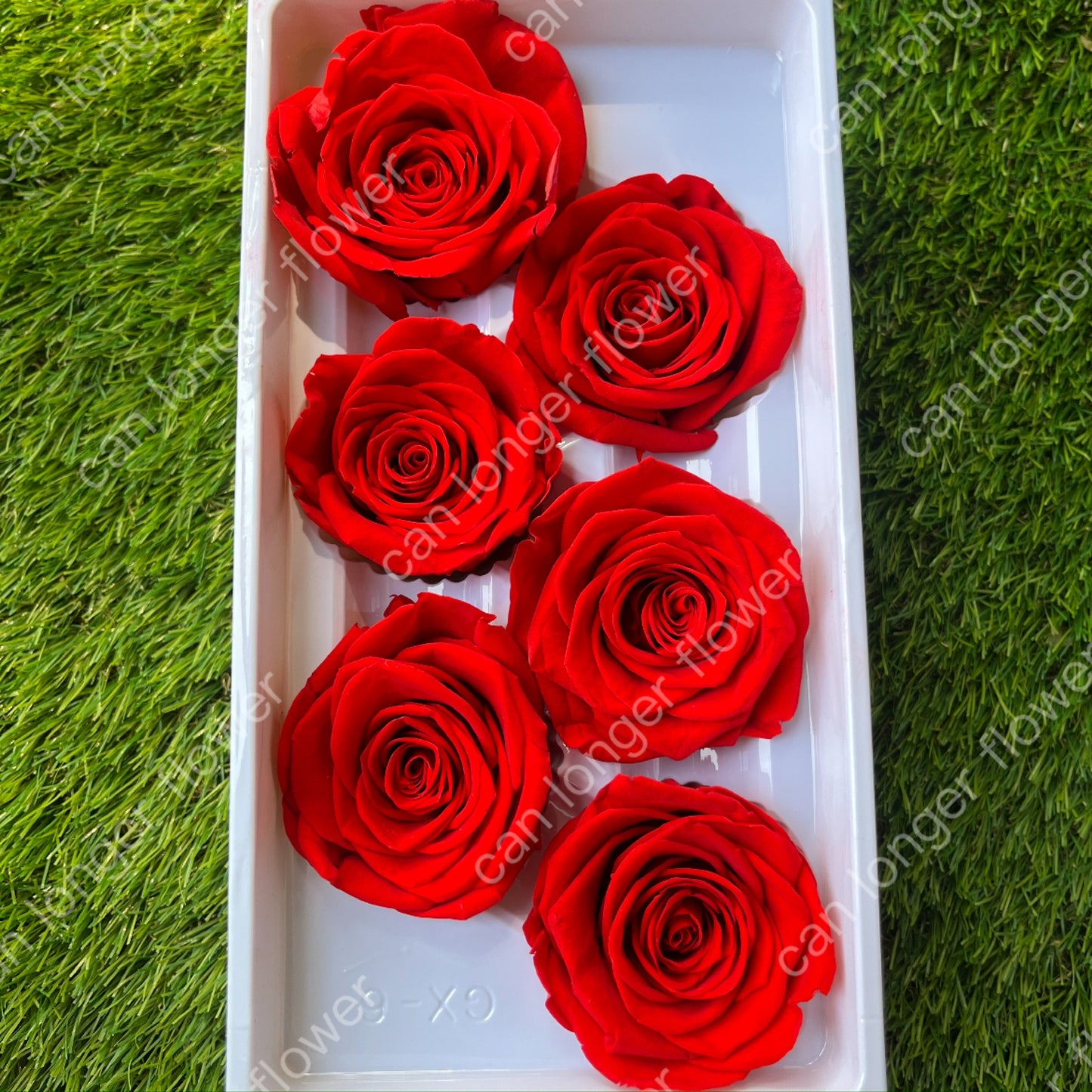 *** R06 永生玫瑰 5~6cm玫瑰 Ａ級 6朵裝 不凋花 小香風玫瑰 色彩款式齊全 莫蘭迪