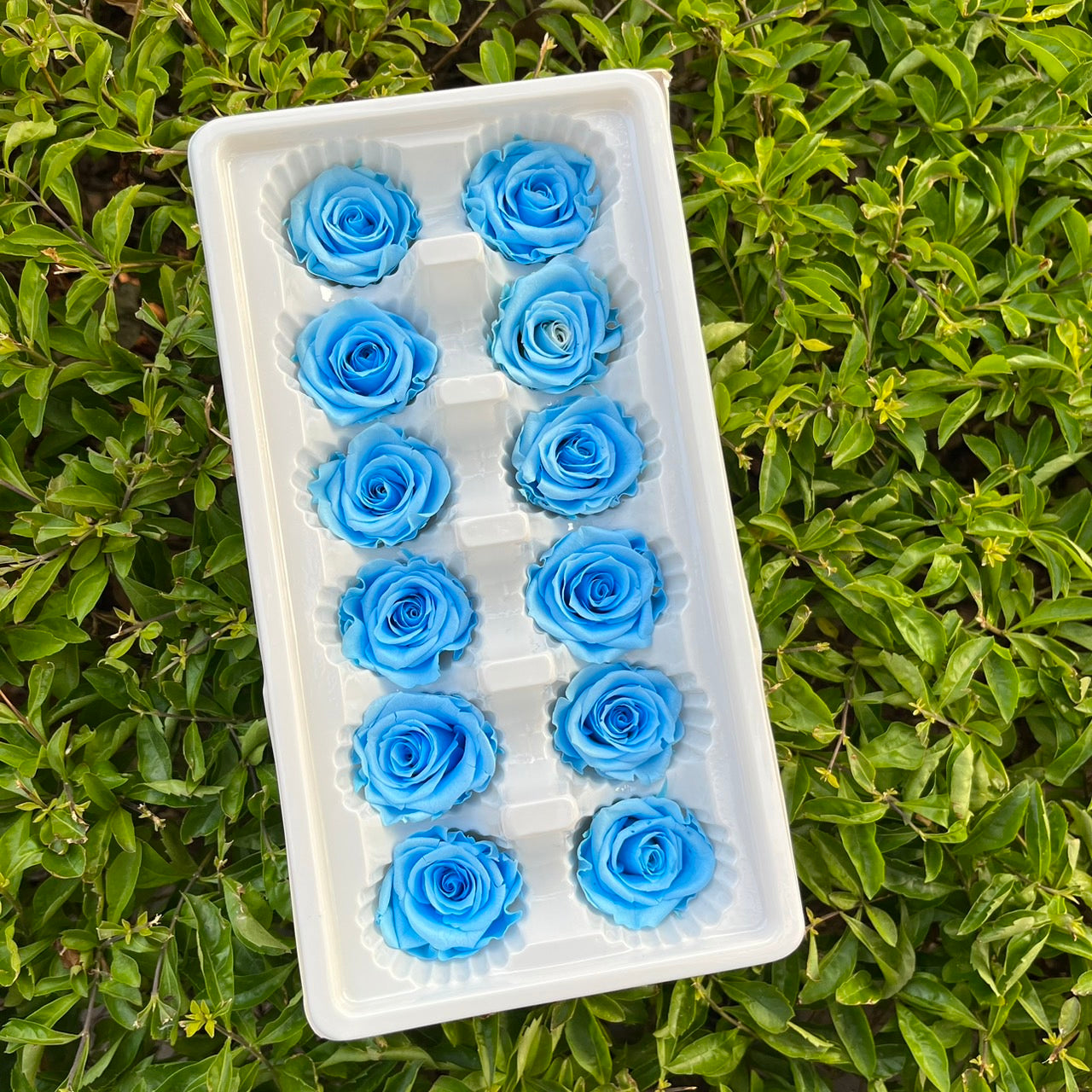 ✿ 台灣現貨 ✿R12 永生玫瑰 3~4cm玫瑰 Ａ級 12朵裝 永生花 不凋花