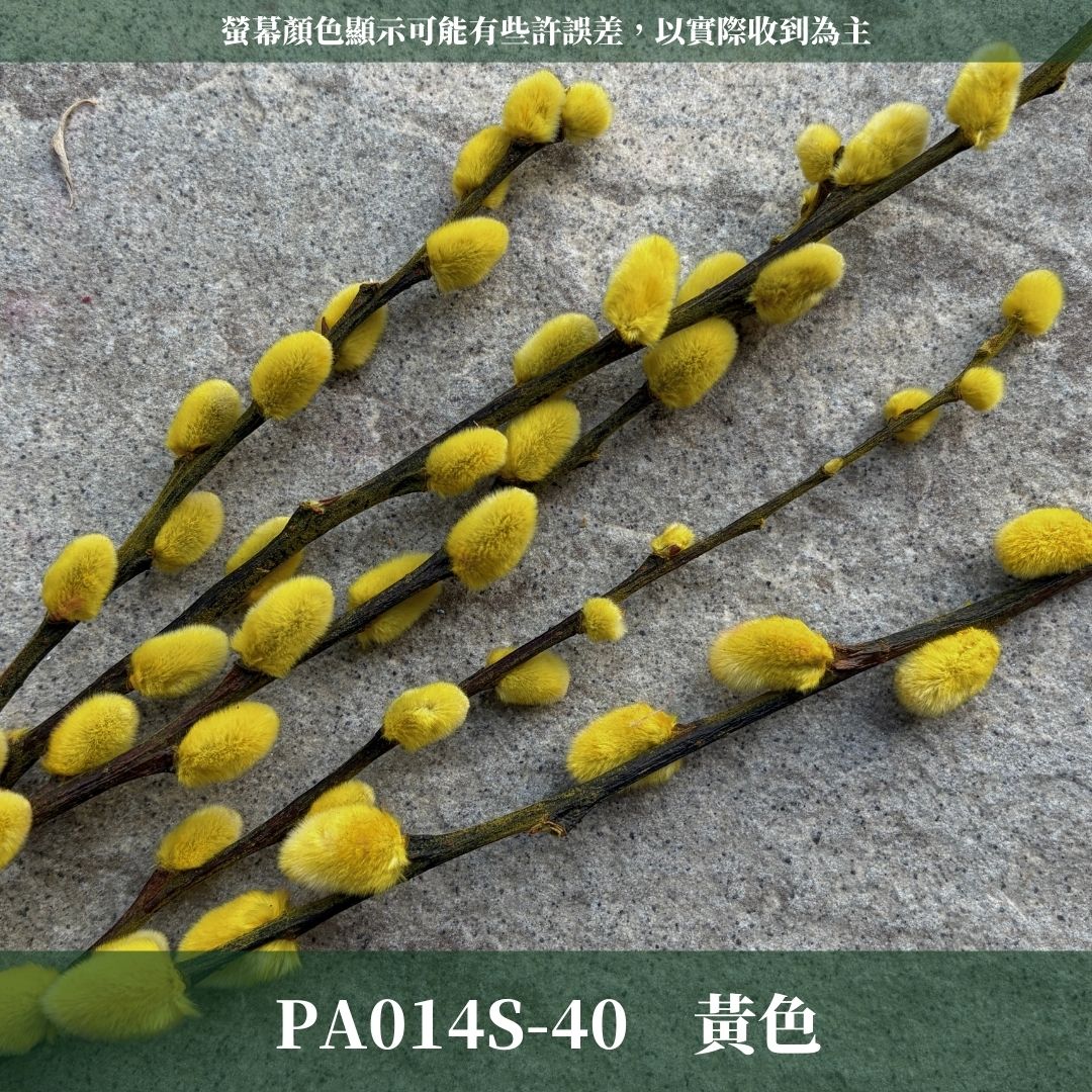 PA014S 銀柳經濟包｜招財永生銀柳枝條 彩色貓柳 染色細柱柳 春節花禮 過年花材 節氣佈置 年宵花 乾燥花