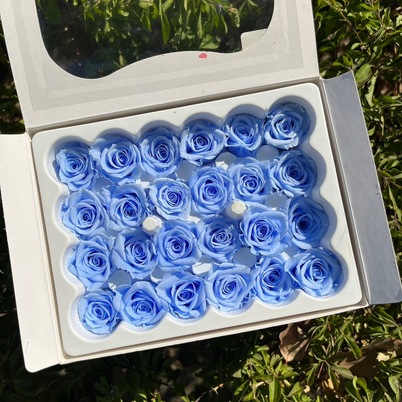 R24 ⟡ 二十四輪玫瑰(1.5-2cm)