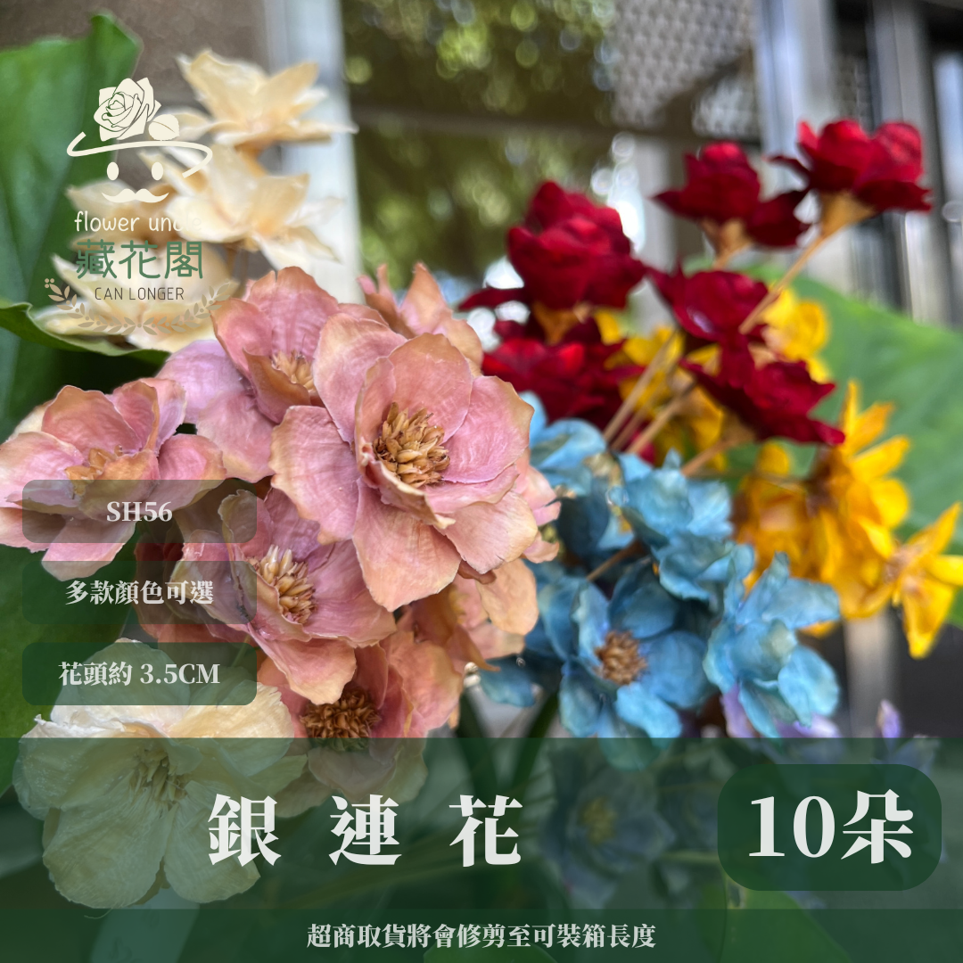 SH56 原裝手工銀連花｜9種顏色！A級乾燥花材料包 手工花主花 永生花 不凋花瓜子花花材 花束花材 花藝師必買