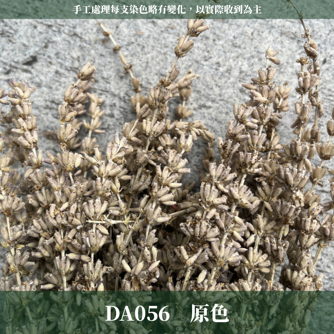 PA056 原裝薰衣草｜長梗永生薰衣草 染色薰衣草 有香味 香草植物 乾燥花 永生花 乾燥花花束 拍照道具背景 店內裝飾