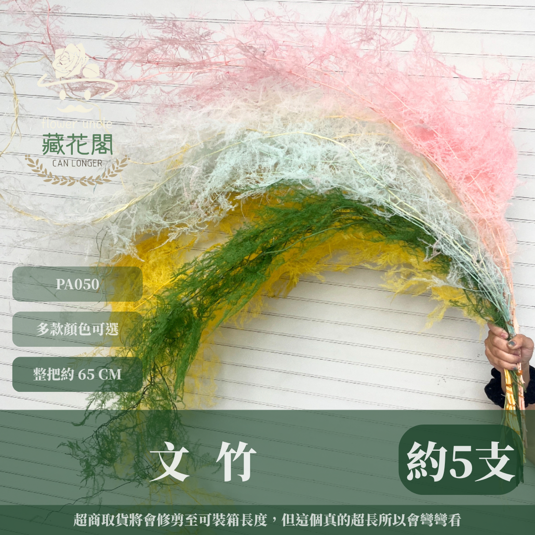 PA050 文竹 原裝