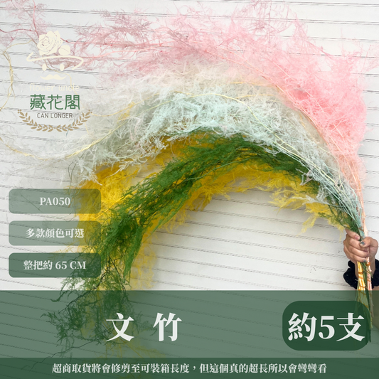 PA050 文竹 原裝