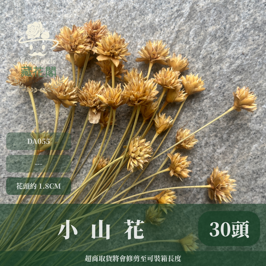 DA055 小山花 矢車菊 台灣現貨