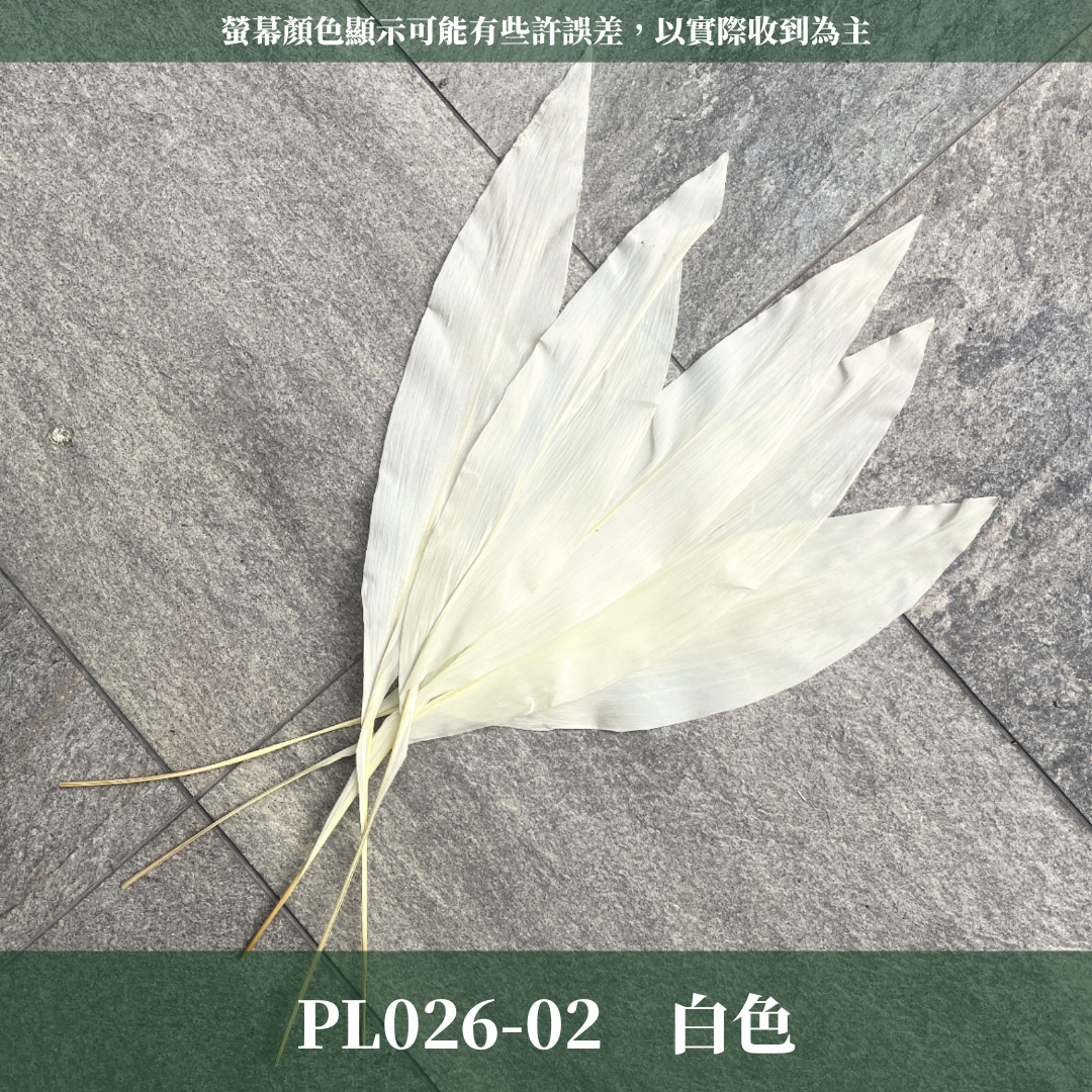 PL026 一葉蘭 （五支裝）台灣現貨 一葉致富 大型花藝花材