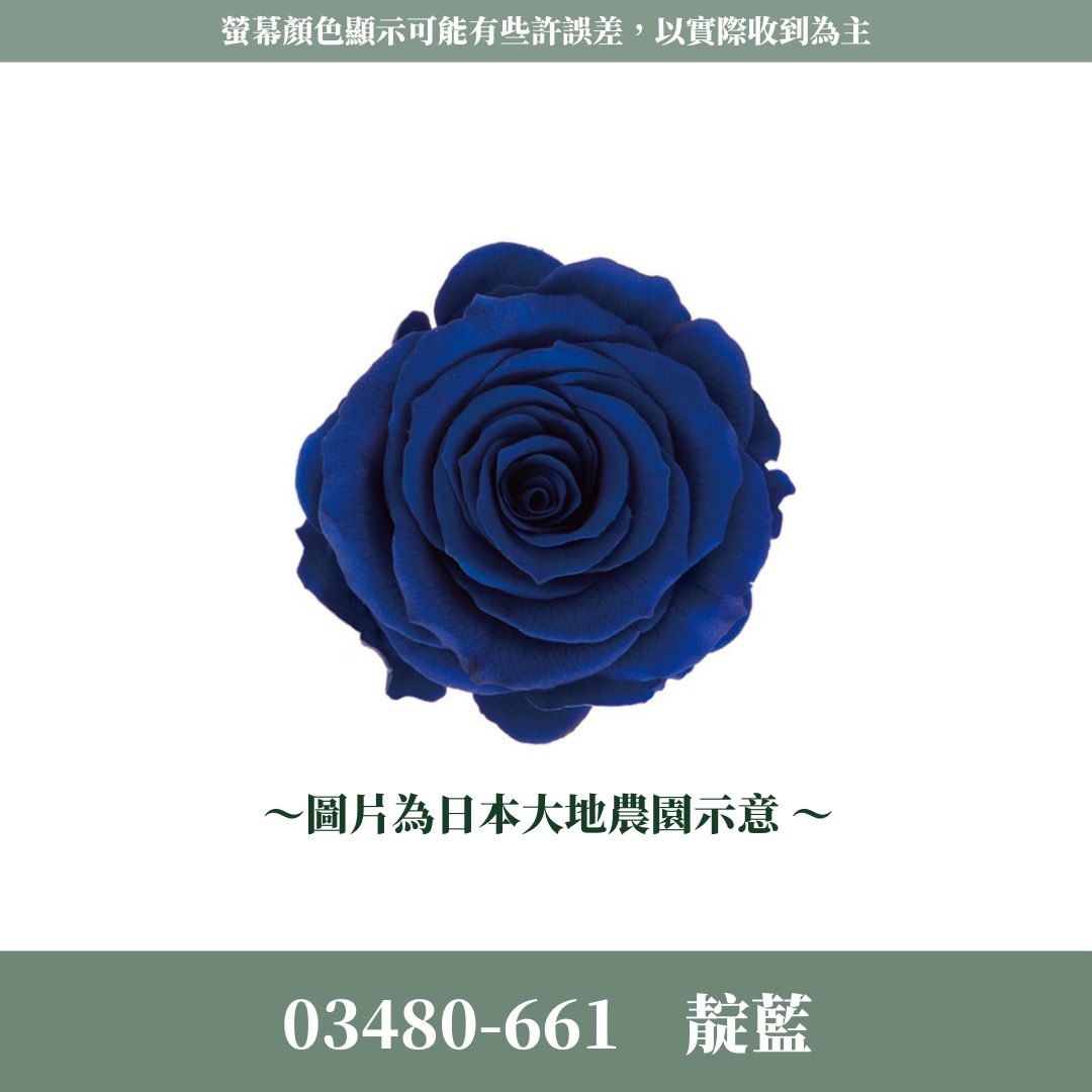 03480 中玫瑰