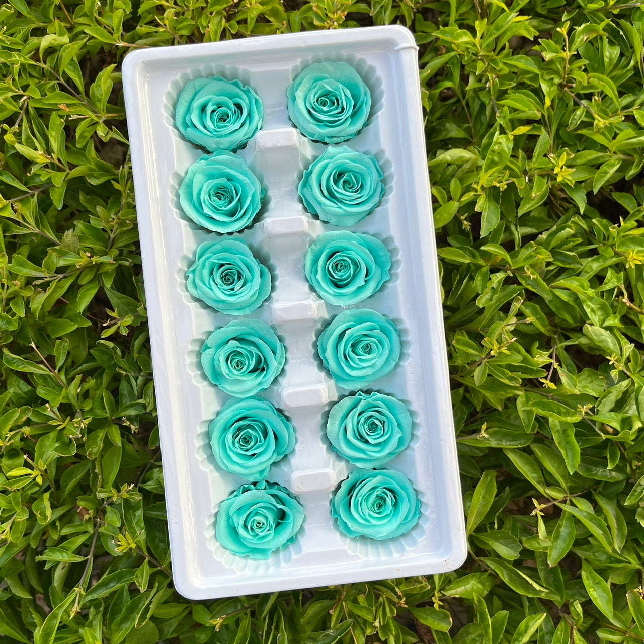 ✿ 台灣現貨 ✿R12 永生玫瑰 3~4cm玫瑰 Ａ級 12朵裝 永生花 不凋花