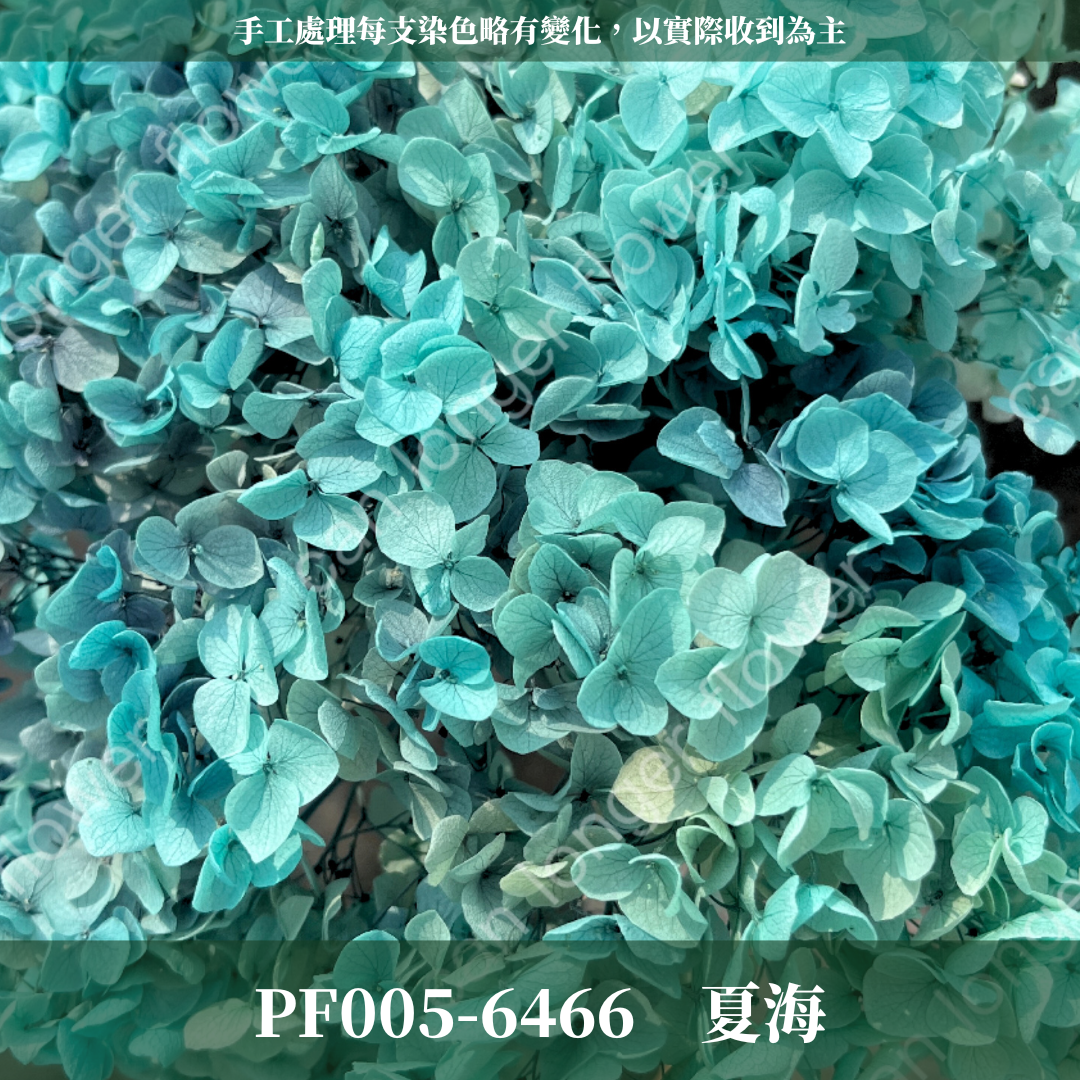 PF005-S 安娜繡球經濟盒裝｜ A級 漸層繡球 紫陽花 永生花 不凋花 乾燥花 DIY花材 拍攝道具 蜉蝣花花材