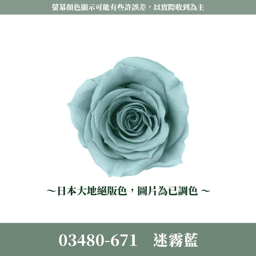03480 中玫瑰