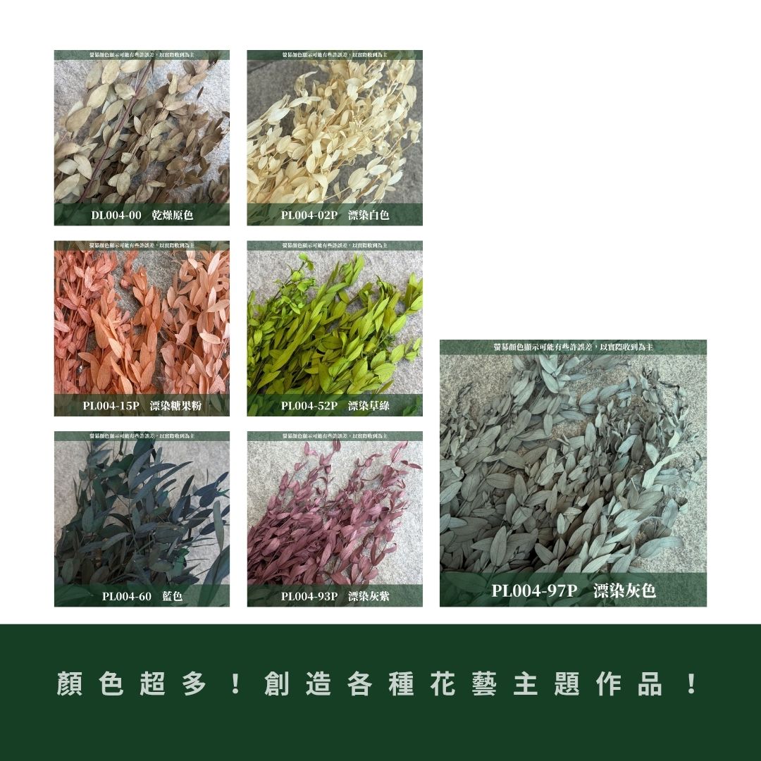 PL004 DL004 原裝細葉尤加利｜進口不凋細葉尤加利 乾燥花 永生花 不凋花 細葉尤加利 小葉尤加利 乾燥花束花材