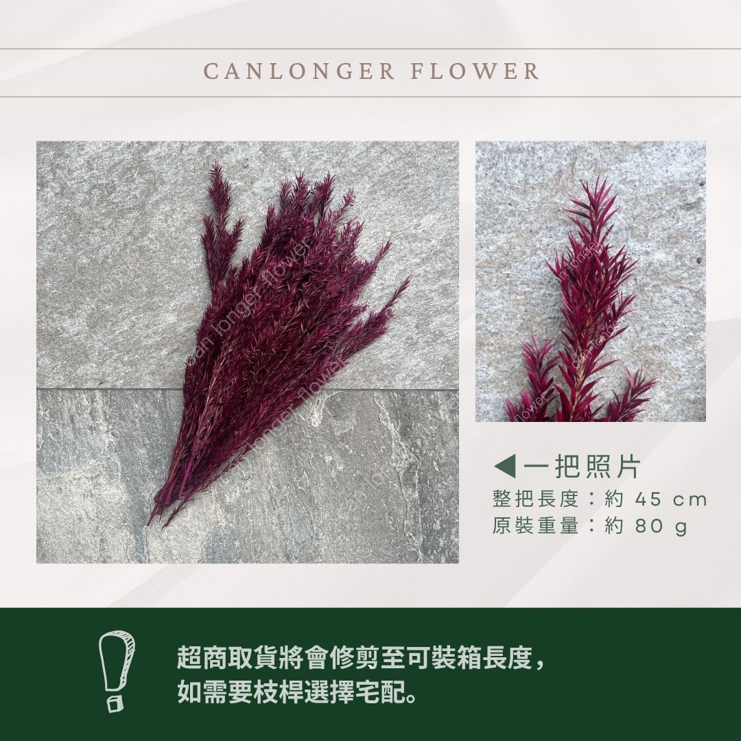 PL010 茶樹 茶樹葉 台灣現貨