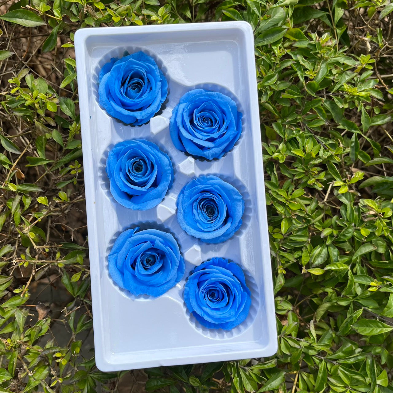 *** R06 永生玫瑰 5~6cm玫瑰 Ａ級 6朵裝 不凋花 小香風玫瑰 色彩款式齊全 莫蘭迪