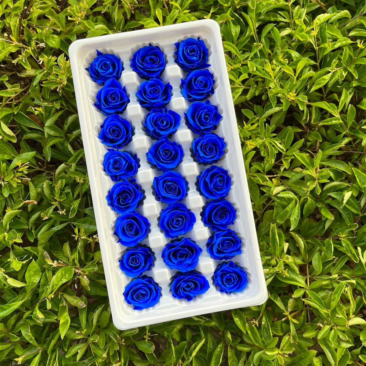 R21 二十一輪玫瑰