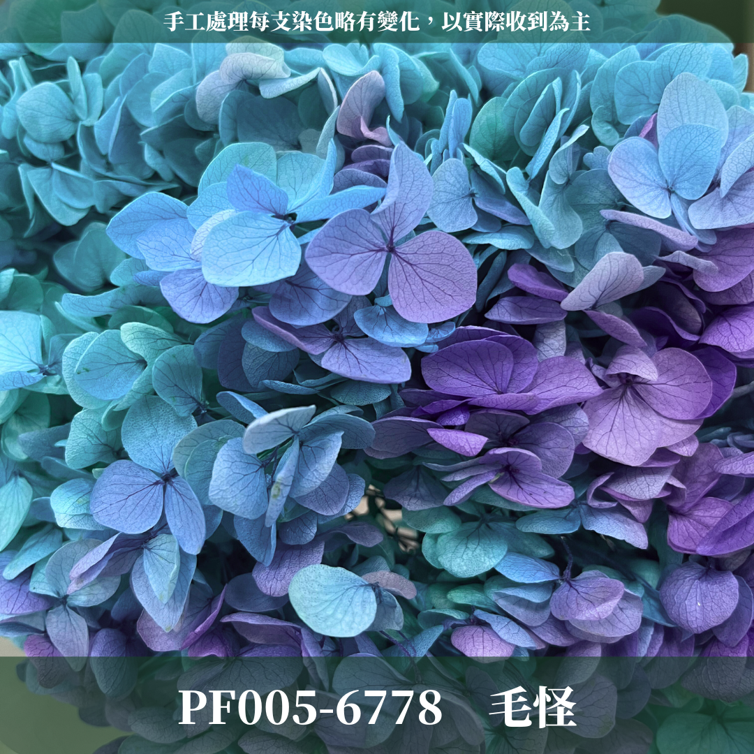 PF005-S 安娜繡球經濟盒裝｜ A級 漸層繡球 紫陽花 永生花 不凋花 乾燥花 DIY花材 拍攝道具 蜉蝣花花材