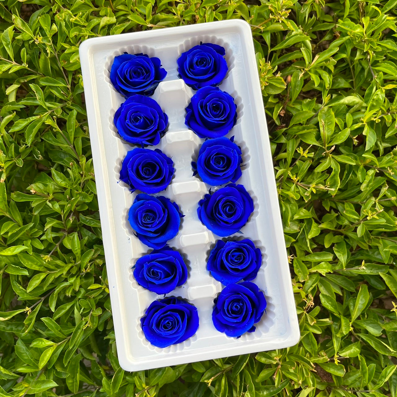 ✿ 台灣現貨 ✿R12 永生玫瑰 3~4cm玫瑰 Ａ級 12朵裝 永生花 不凋花