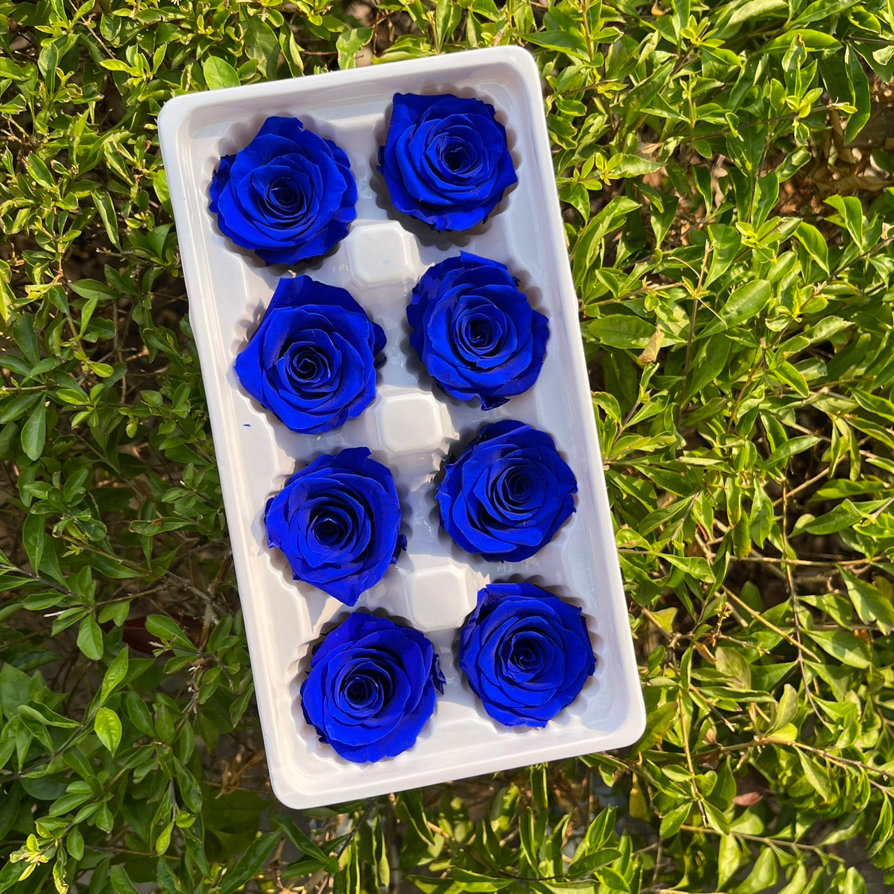 ✿ 台灣現貨 ✿ R08 永生玫瑰 4-5cm 原裝 8朵裝 永生花