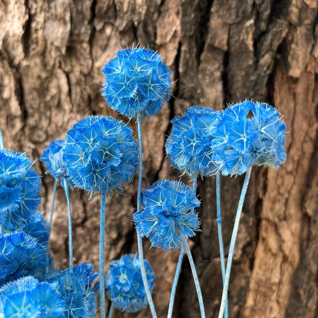 【台灣現貨】PA045-S 松蟲果 松蟲草 風車果 星芒松蟲 草星花 輪峰菊 永生 小份 DIY插花盆花