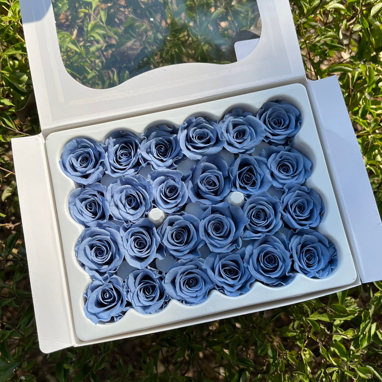 R24 ⟡ 二十四輪玫瑰(1.5-2cm)