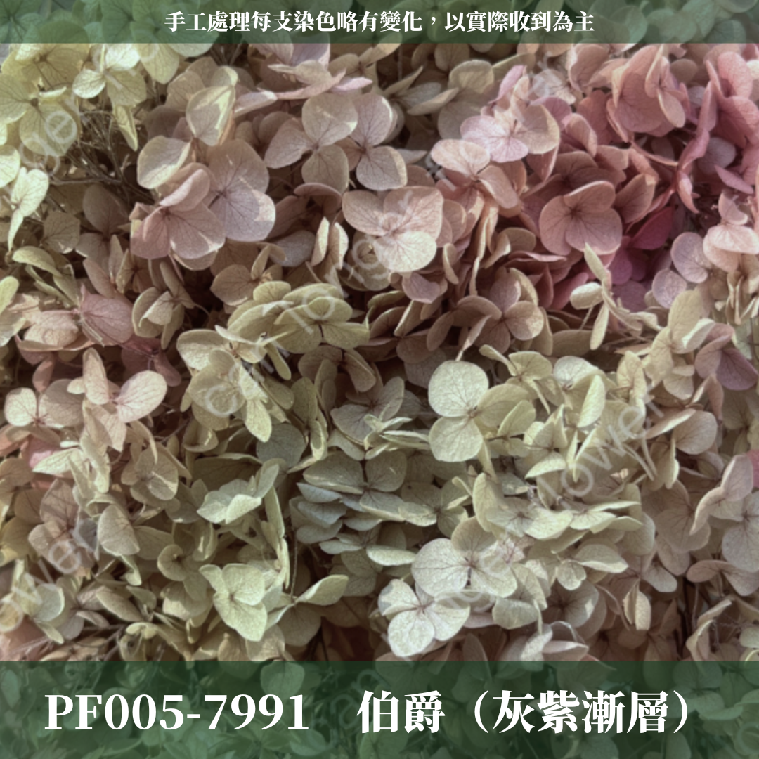 PF005-S 安娜繡球經濟盒裝｜ A級 漸層繡球 紫陽花 永生花 不凋花 乾燥花 DIY花材 拍攝道具 蜉蝣花花材