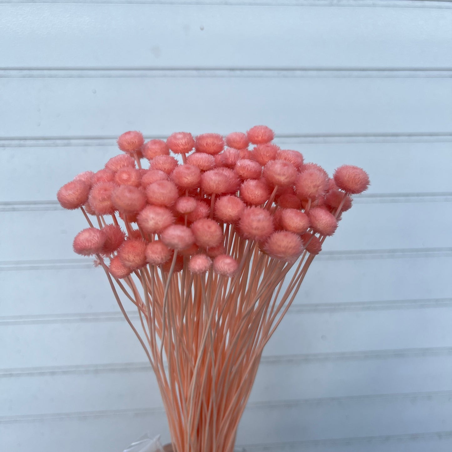 30180谷精草