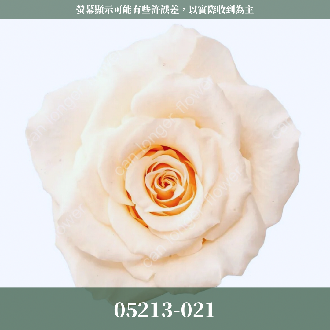 【台灣現貨】花大伯 05213 日本大地農園 滿開玫瑰 6朵裝 原裝 色彩齊全 永生玫瑰 不凋玫瑰