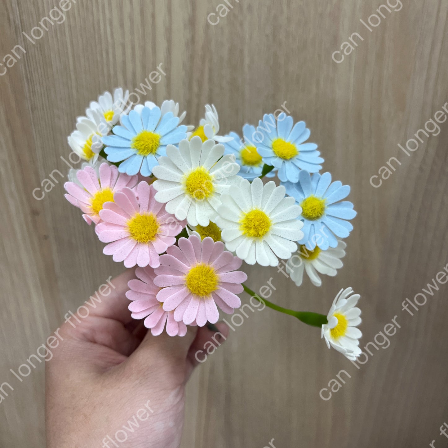 AS004 洋甘菊5頭 香皂花
