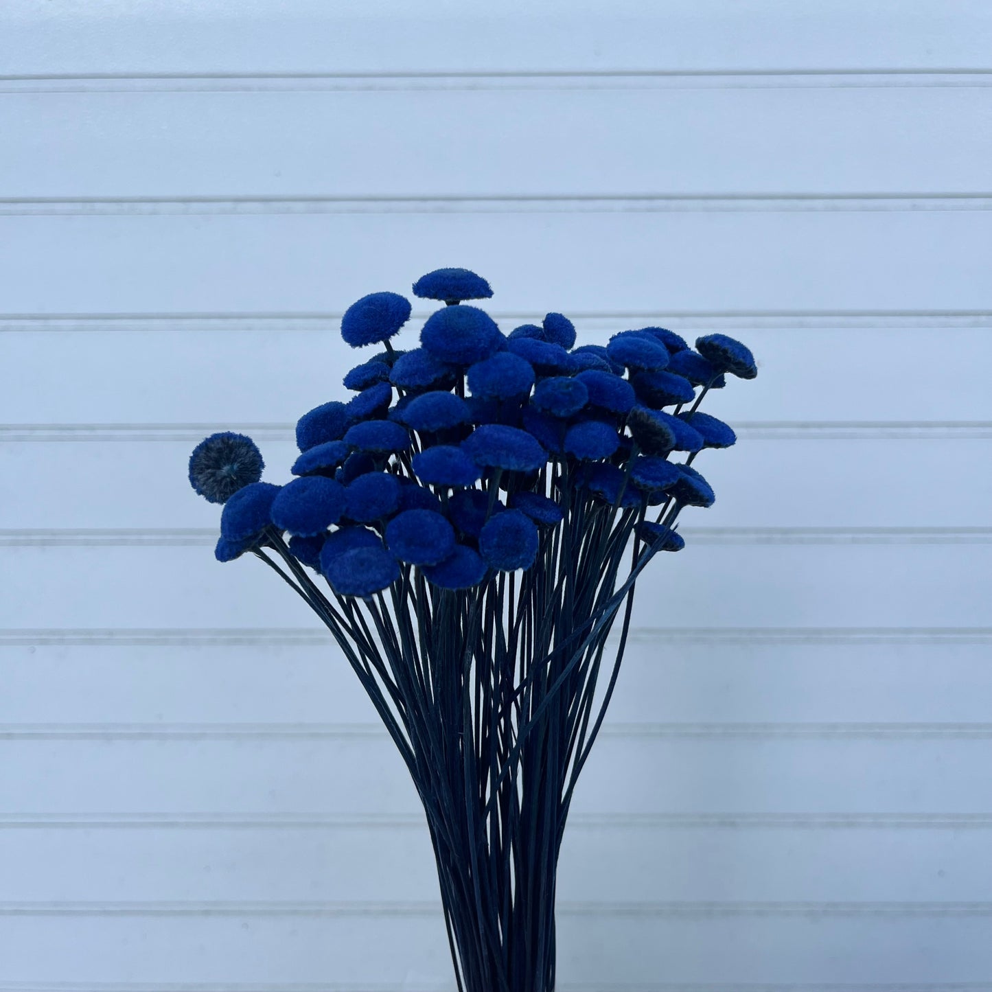 30160鈕扣菊