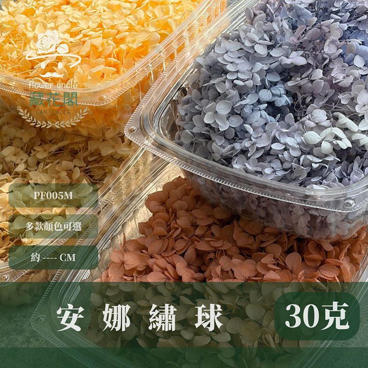 PF005M 安娜繡球中盒裝｜A級 漸層繡球 紫陽花 永生花 不凋花 乾燥花 DIY花材 拍攝道具 浮游花材料包