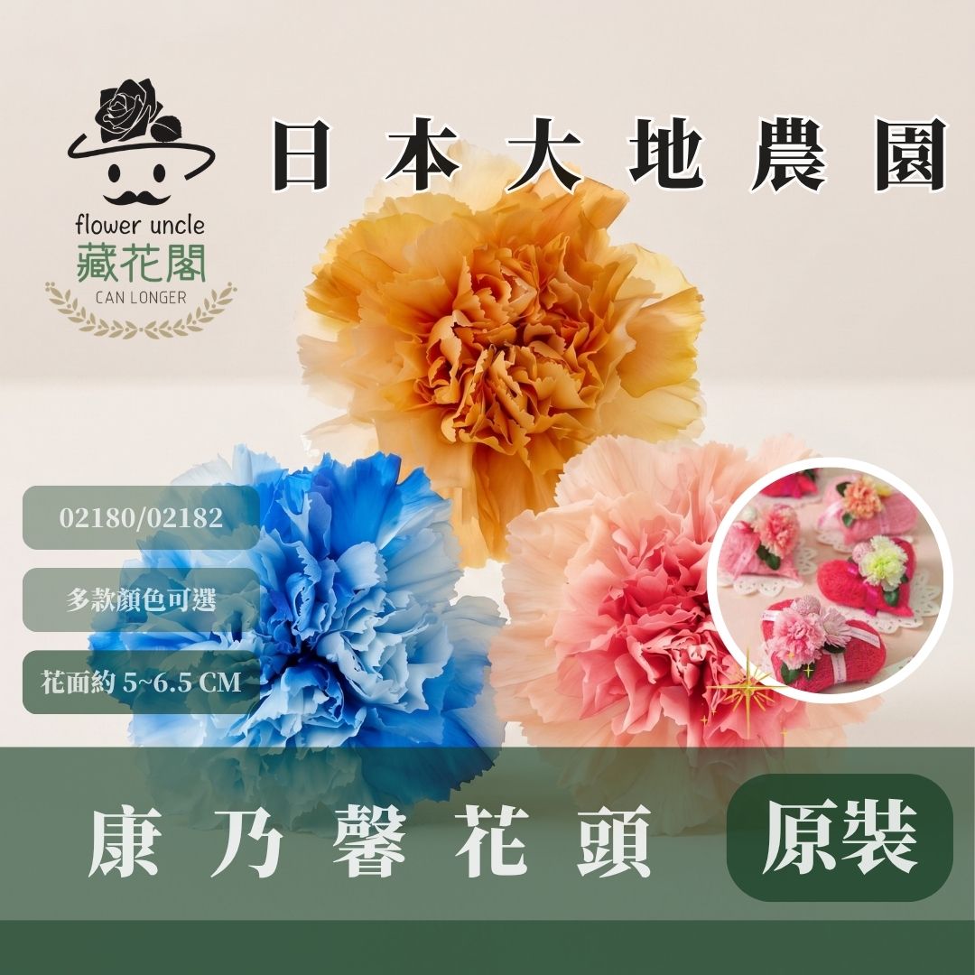 02180 02182 原裝日本大地農園漸層康乃馨｜5-6.5cm｜蜜桃薔薇 落日橙 皇家藍 母親節 永生康乃馨 永生花